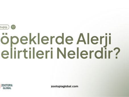 Köpeklerde Alerji Belirtileri Nelerdir?