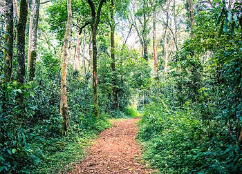 Kakamega Forrest_edited.jpg