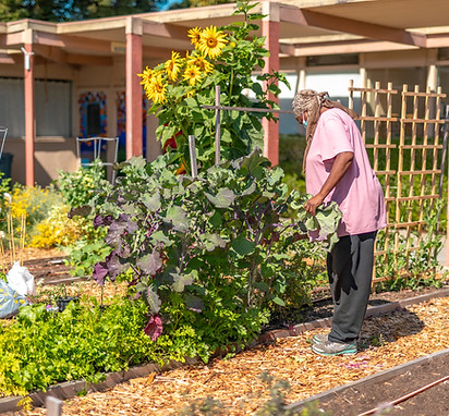 community garden person at bed.JPG