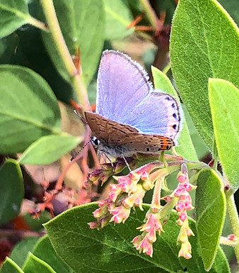 Acmon-blue-on-manzanita2-edit.jpg