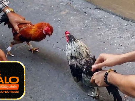 Gà lông voi - Thông tin nổi bật về gà lông voi quý hiếm