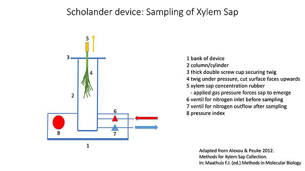 Scholander2.jpg