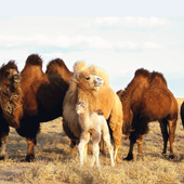 ラクダはとても繊細で優しい動物なので、涙を流すこともあります