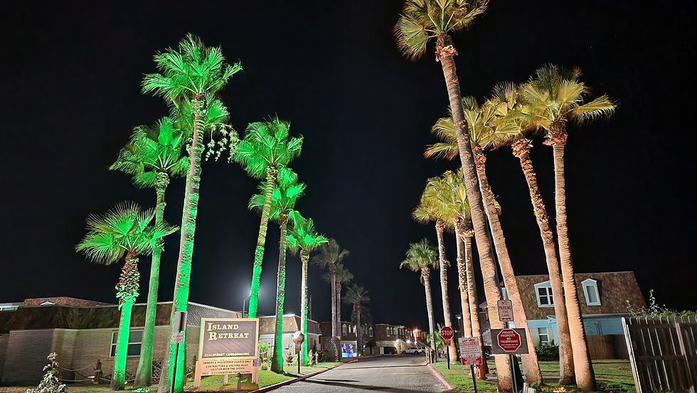 How to Wrap a Palm Tree With Christmas Lights (and Stay Out of the Memes)