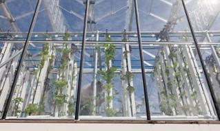 Social Entrepreneurs Leading the Way Forward in Urban Agriculture