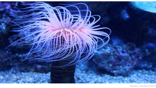 Scientists Built A Robotic Fish Designed To Explore Coral Reefs