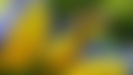 Sir David Attenborough Is Telling People How To Help Bees In Their Backyards