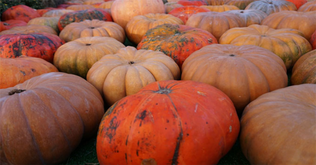 How climate change could cause a pumpkin shortage