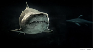 Scientists Discovered A 'Shark Highway' And Are Working To Protect It
