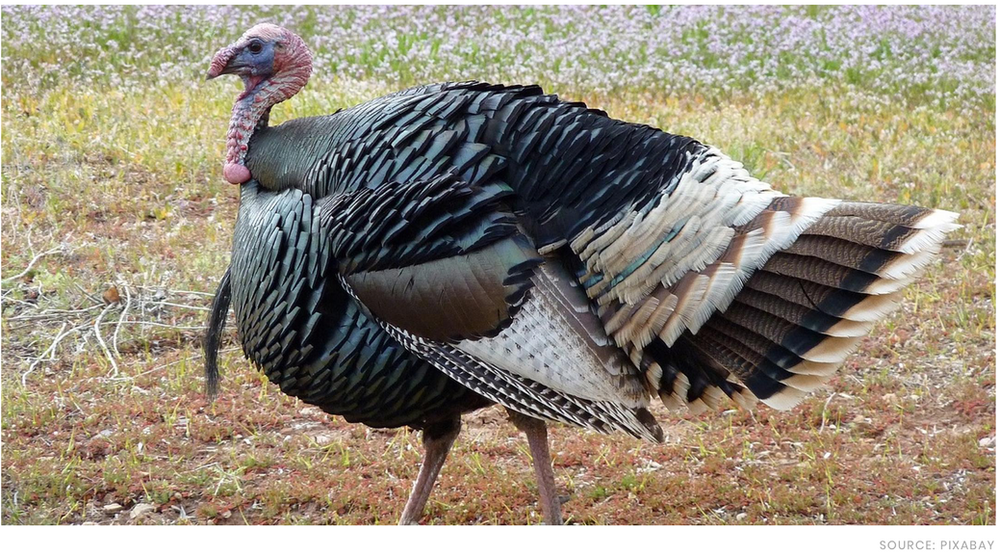Scientists Are Turning Turkey Poop Into Fuel