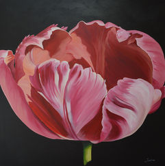 Bella Chique, roze tulp