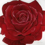 Plaisir de Amour, rode roos