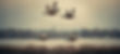 ducks flying_edited_edited.jpg