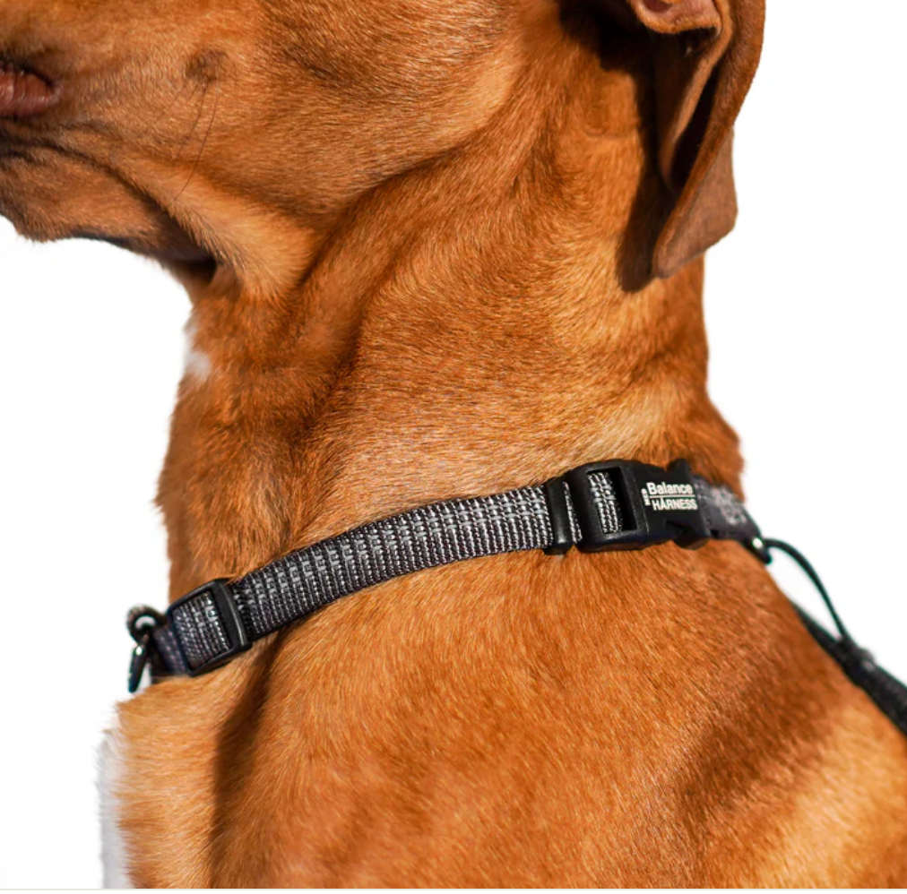 Reflective Balance Harness by Blue 9 Pet Products