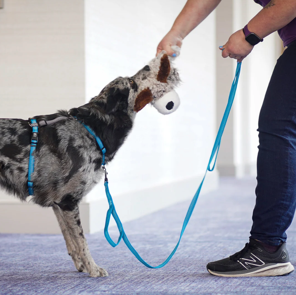 Reflective 6' Leash by Blue 9 Pet Products