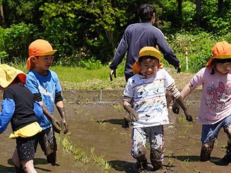 平賀保育園田植え体験