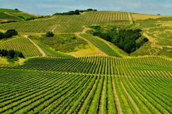 Vineyards, Orchards & Farms
