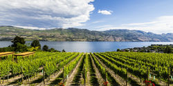 Okanagan Wine &Vineyard