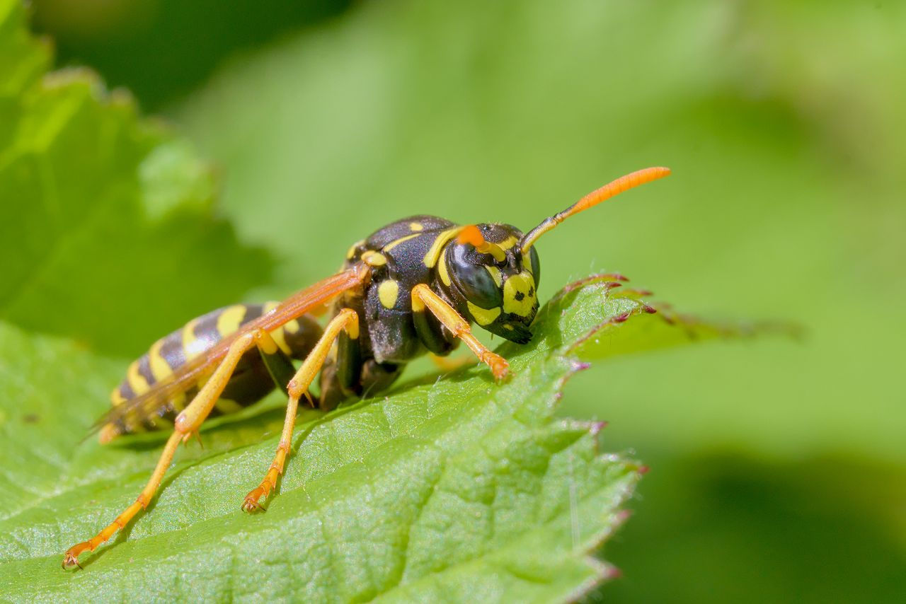 Polistes gallicus (?)