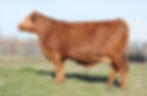 MISS CLARK CATTLE 821/0