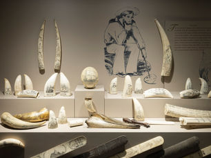 A collection of maritime-related scrimshaw, displayed at a museum.