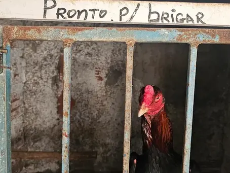 Polícia desmonta rinha de galos e prende dois na Bahia