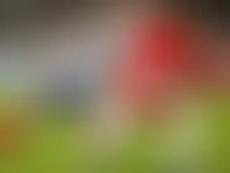 Bahia visita o América de Cali para avançar na Sul-Americana