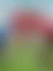 Bahia e Athletico-PR se enfrentam em confroto direta na pela parte de cima da tabela