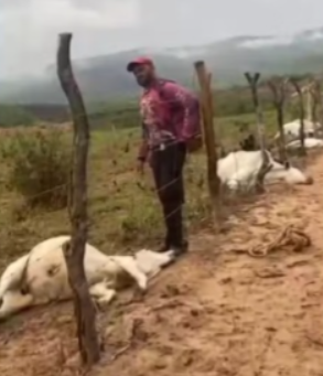 Situação curiosa causa morte de bovinos na Bahia