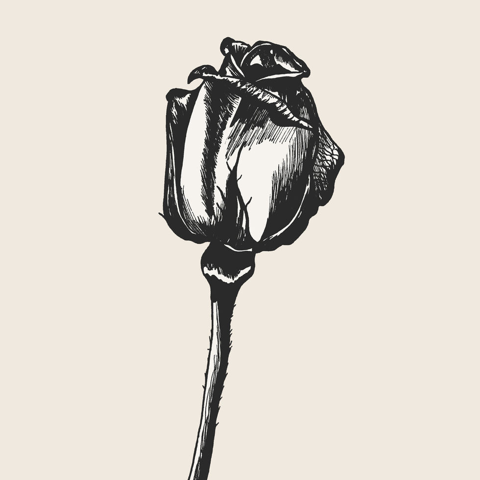 'Grace' rose illustration fine art print design