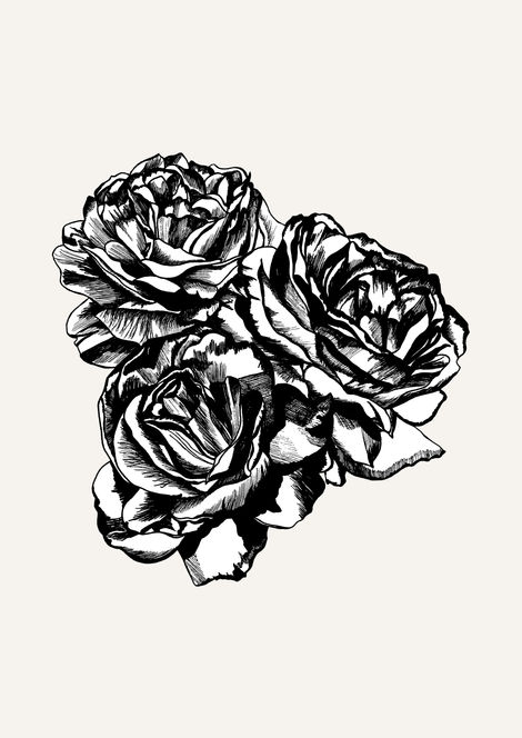 ambiance art print, featuring three hand drawn rose heads