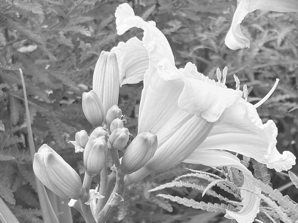 A Daylily photographed in Boston's greenway