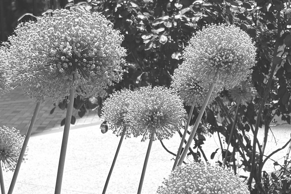 Allium's photographed in Somerville, MA