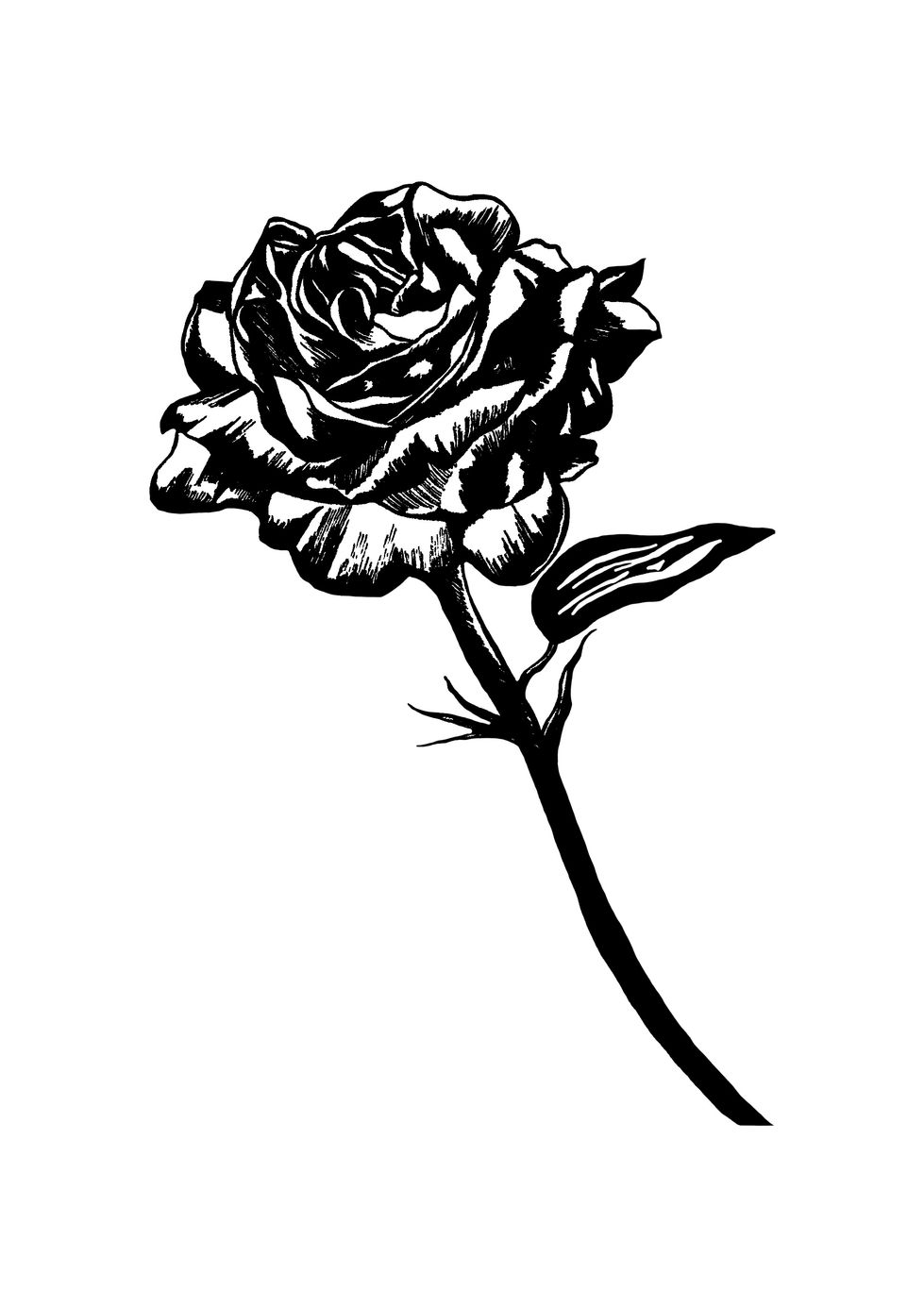 black and white hand drawn botanical illustration of a single rose in full bloom.