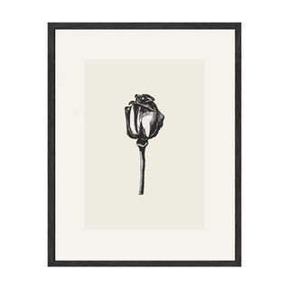 Modern minimal neutral hand drawn rose illustration art print