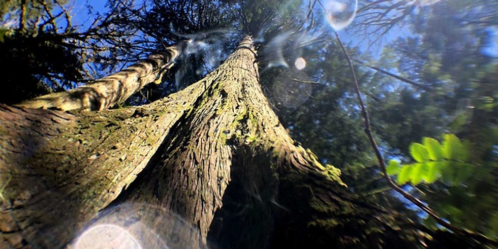 Plant Spirit Sound Journey