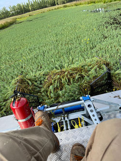 Entretien d'étang en Ille et Vilaine