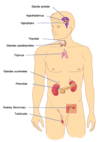 Purification et Activation des 7 Glandes Maîtresses