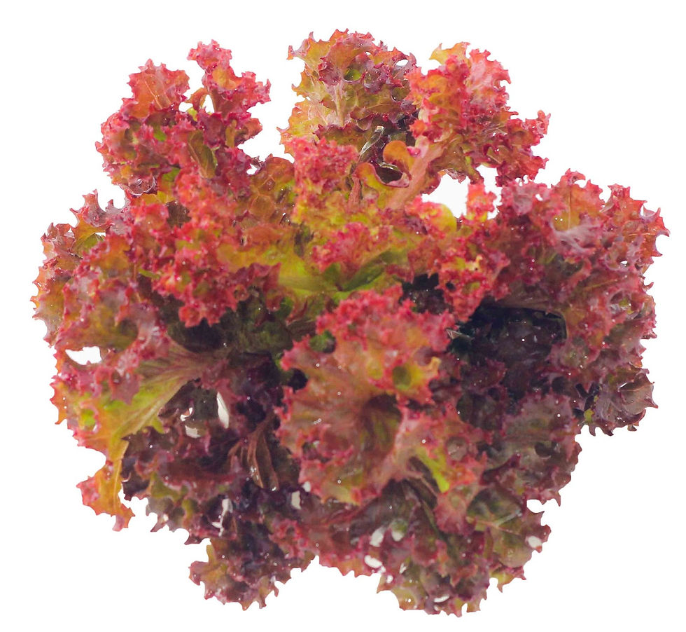 เรด คอรัล (Red Coral)