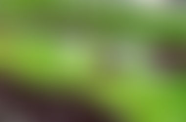 การเริ่มต้นปลูกผักสลัด ในระบบไฮโดรโปนิกส์อย่างง่ายๆ