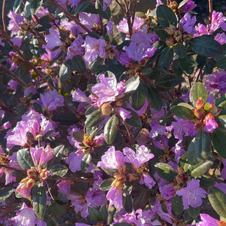 Spring Blooms at Perricone