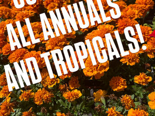 30% OFF SUMMER COLOR SALE at Perricone Garden Center