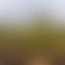 Tree Delivery from nursery