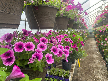 The Backyard Reset: 7 Things That Make Your Home Feel Like Summer Again