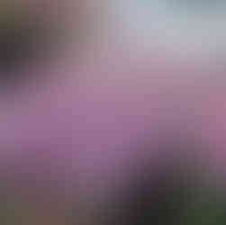 Perricone Flowers