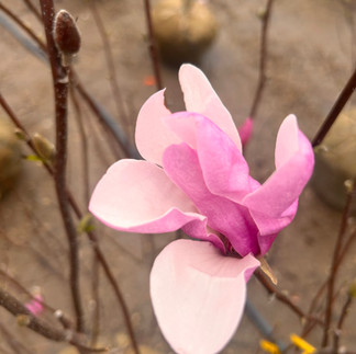 spring blossoms at perricone nursery
