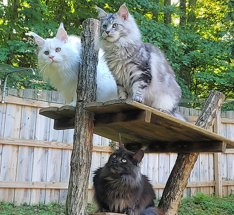 Kings & Queens