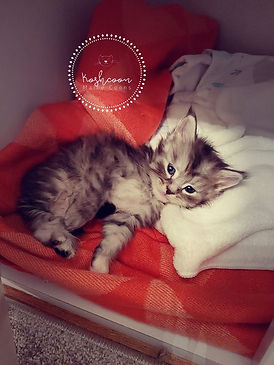 128755166_208197394090299_84964080381771