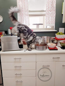 148025851_251580019752036_73715136380168