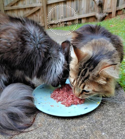 109271455_166804734896232_13369920221221